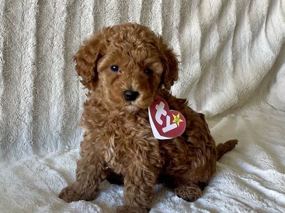 Petite Teacup Goldendoodle puppies