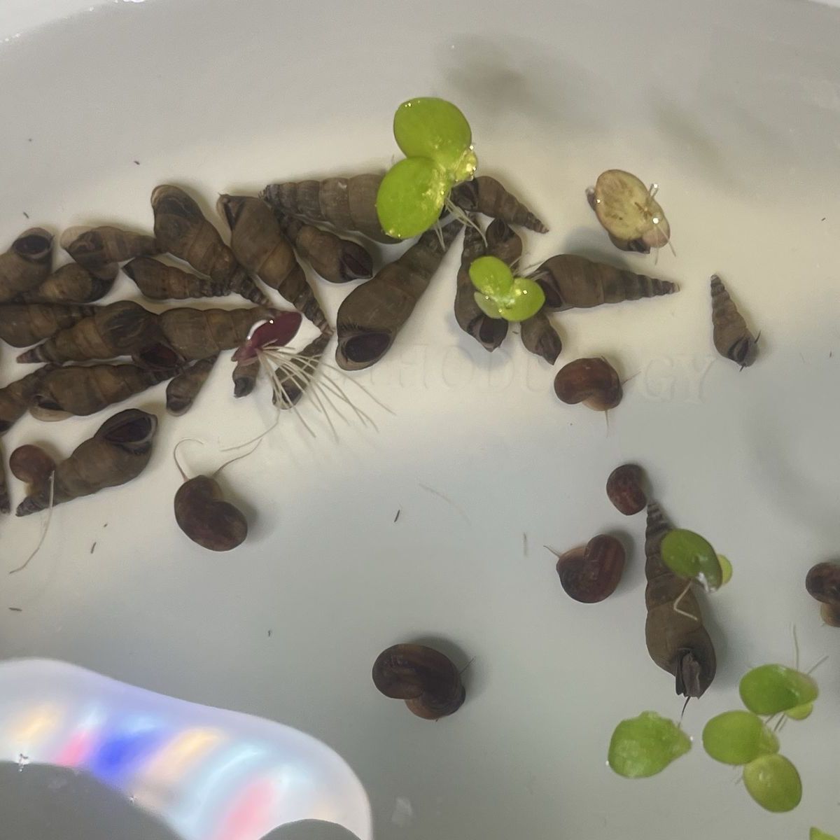 Freshwater Aquarium Snails - MTS (Malaysian Trumpet Snails) - Great Cleaners & Substrate Aerators