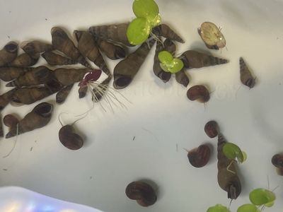 Freshwater Aquarium Snails - MTS (Malaysian Trumpet Snails) - Great Cleaners & Substrate Aerators