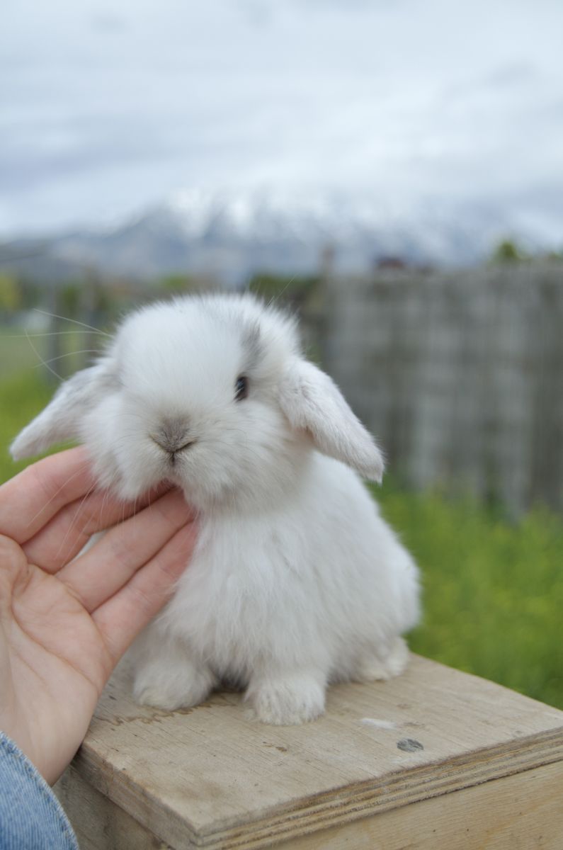 Sable Point Magpie Colored Baby Holland Lop Doe!