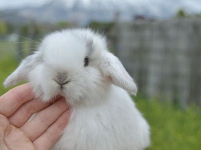 Sable Point Magpie Colored Baby Holland Lop Doe!