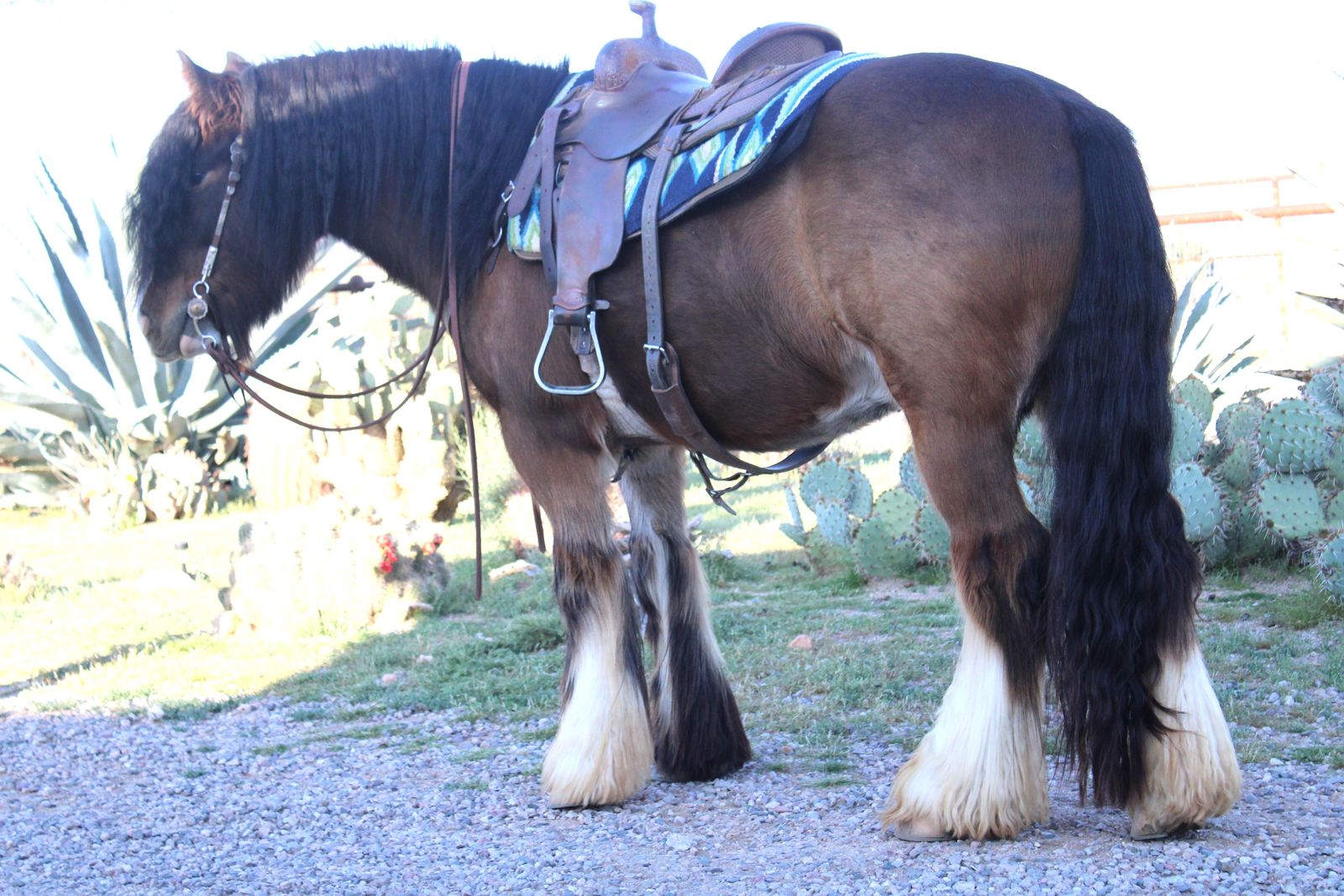 Gypsy Vanner Gelding Registered, 2022, Bay