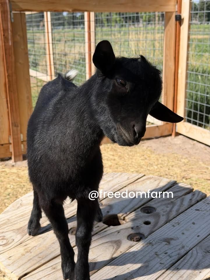 Nigerian Dwarf Buckling