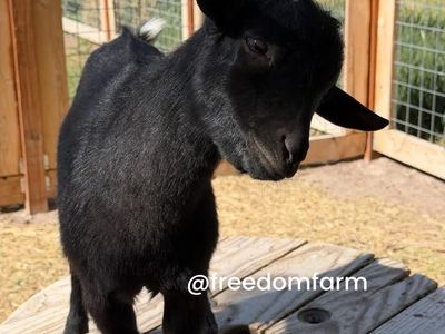 Nigerian Dwarf Buckling