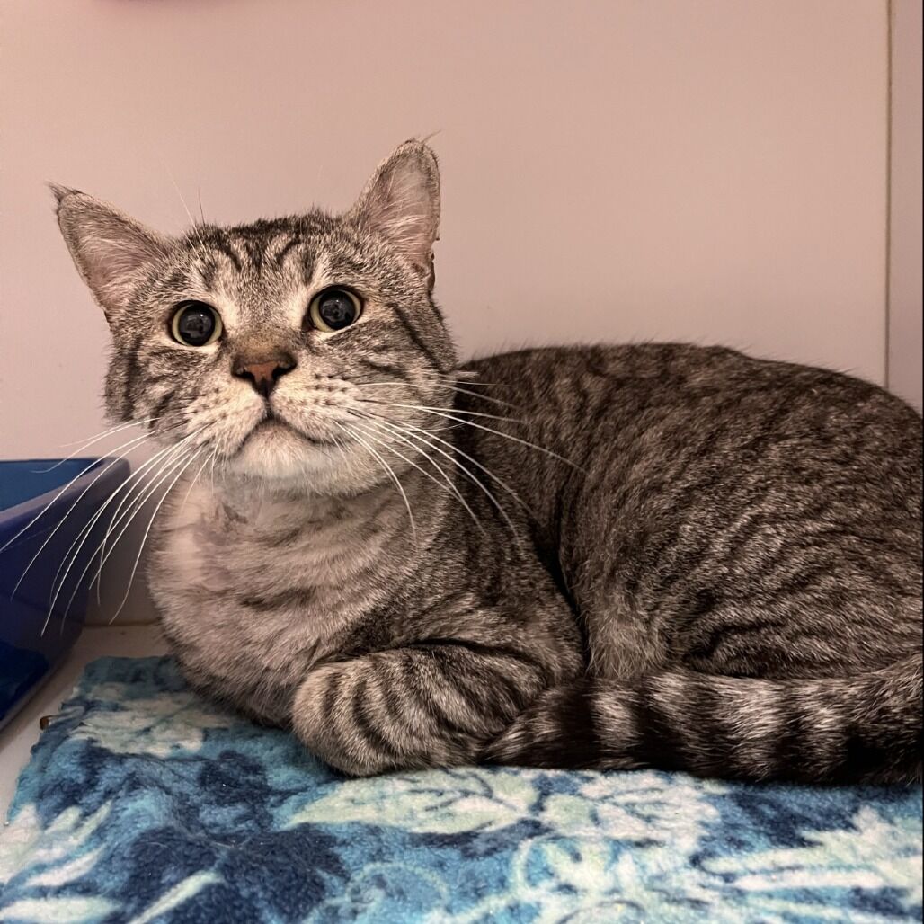 Hello my name is Winston