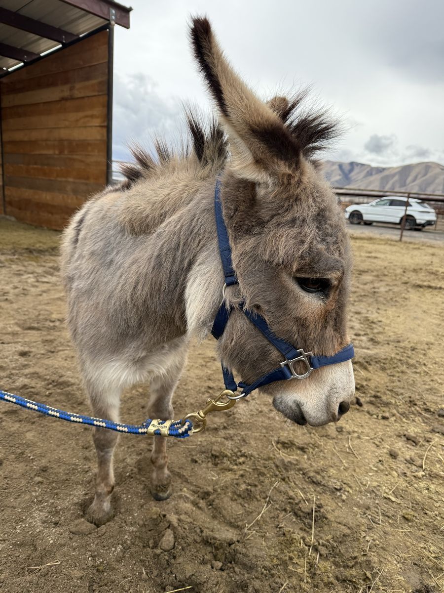 Mini Donkey