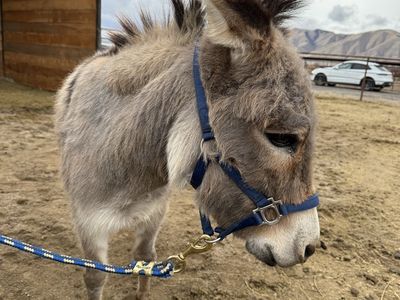 Mini Donkey