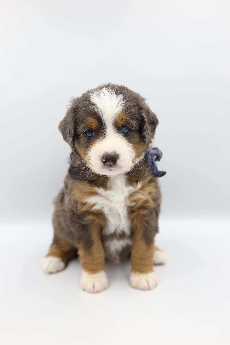 Adorable Mini Aussie Mountain Doodle / Bernedoodle Puppies - Variety of Colors, Make your reservation now!
