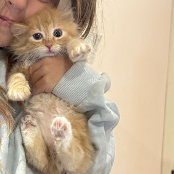 Beautiful nuetered male kitten 10 weeks old