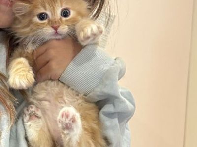 Beautiful nuetered male kitten 10 weeks old