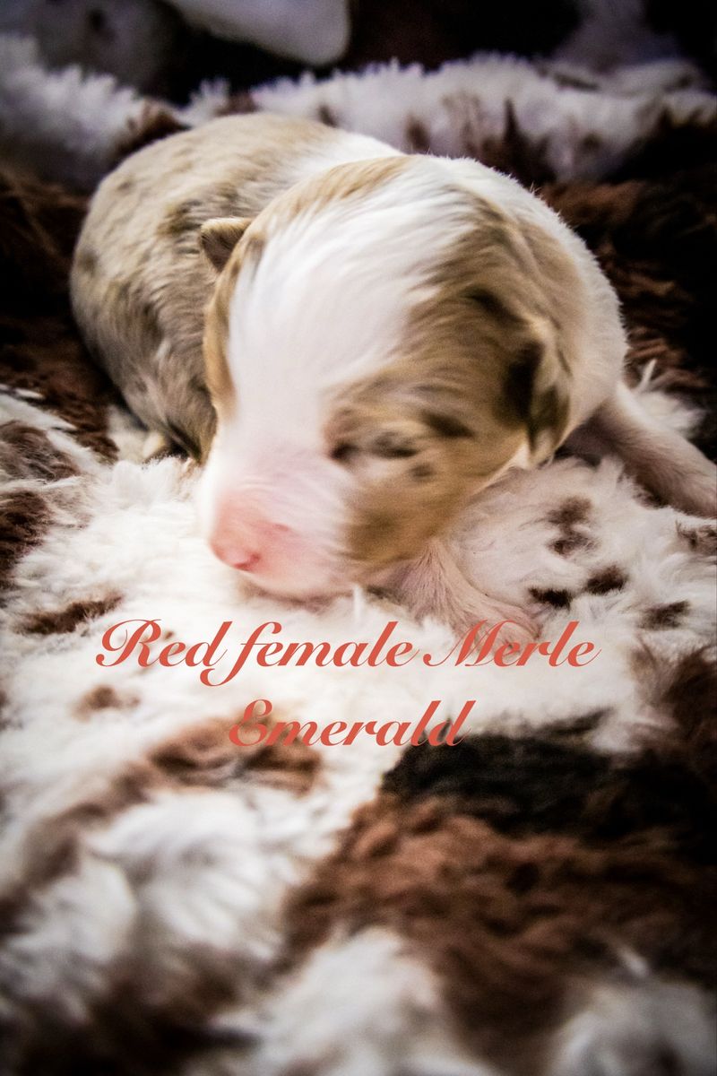 Mini/standard Australian shepherds
