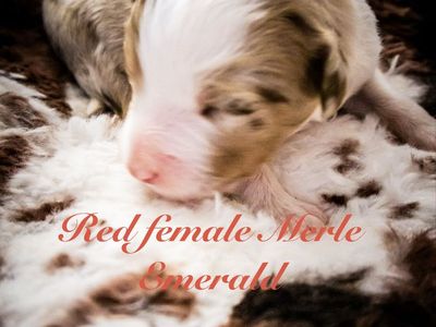 Mini/standard Australian shepherds