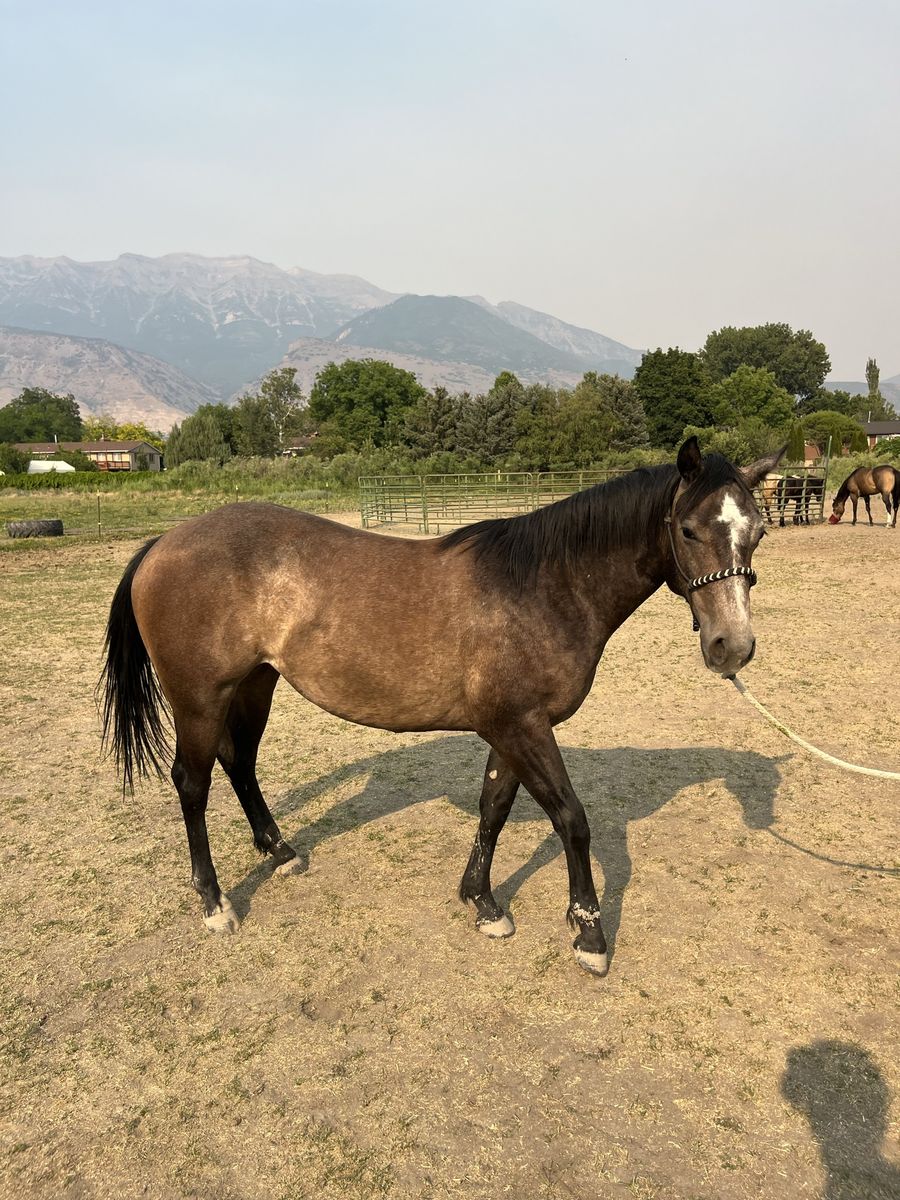2 year old AQHA filly