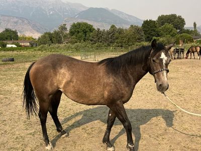 2 year old AQHA filly