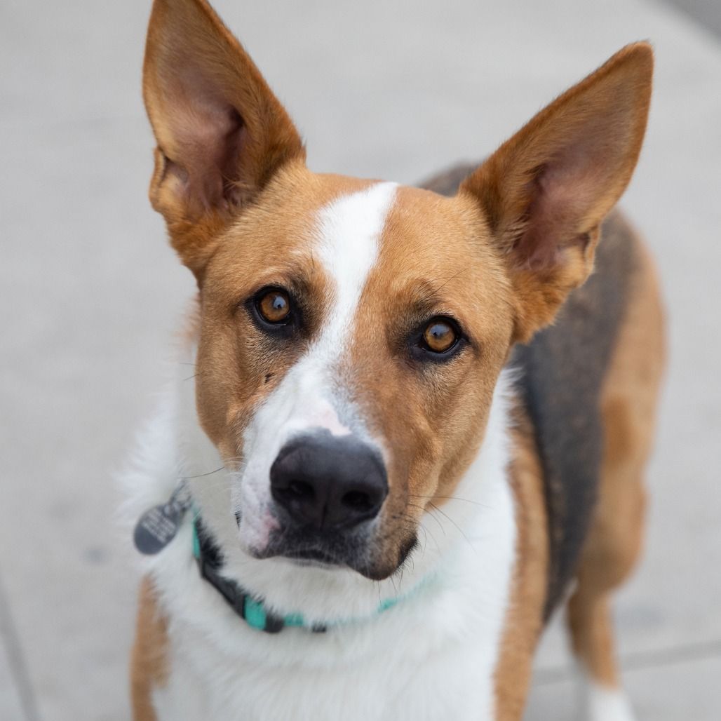 Hello my name is Levi