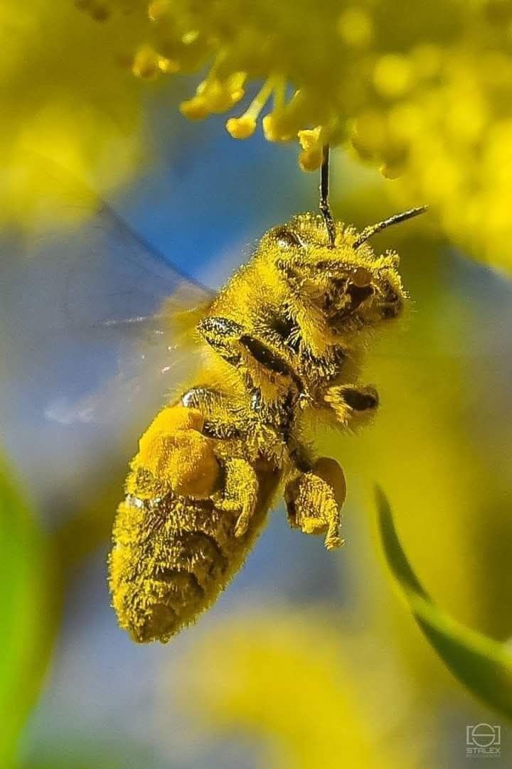 honey bee 5 frame nucs