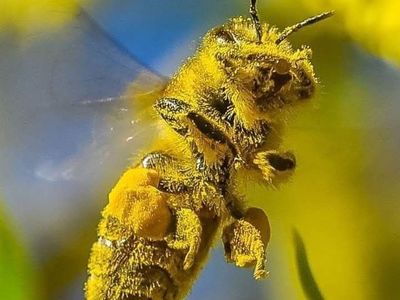 honey bee 5 frame nucs