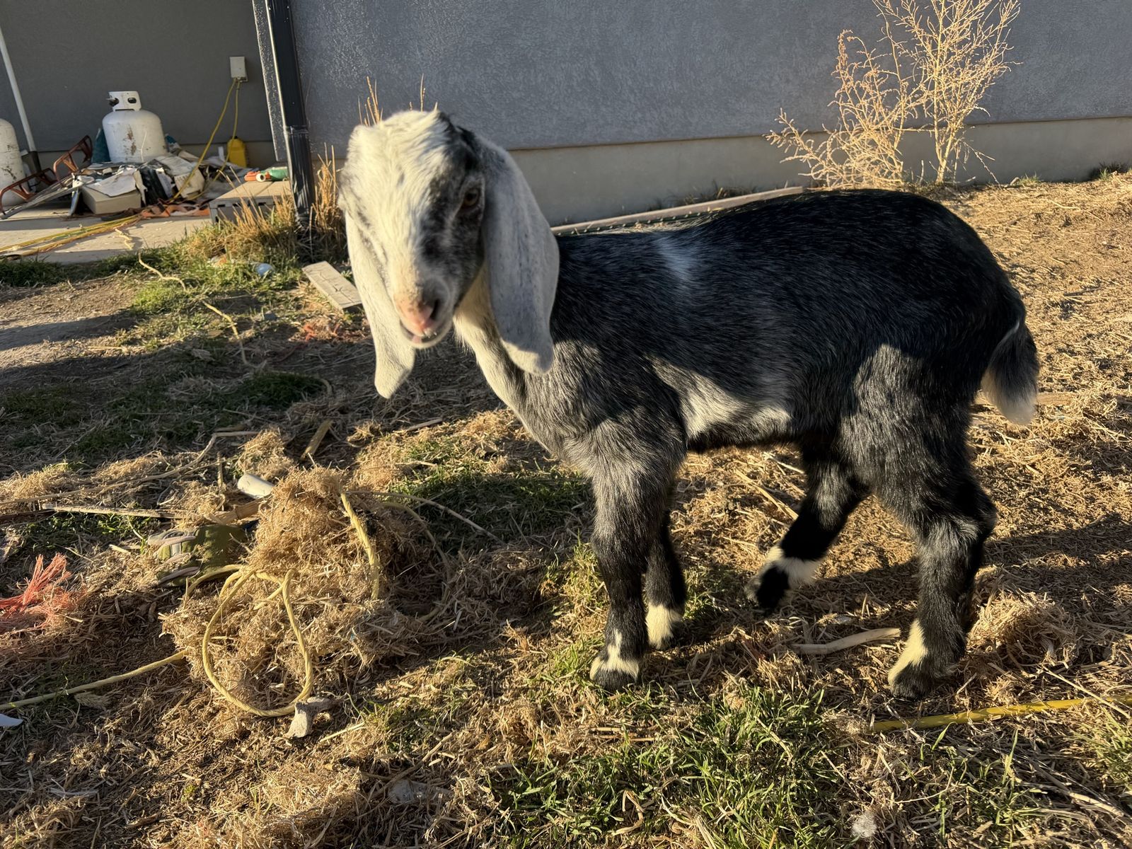 Nubian Billy Baby (Registerable)