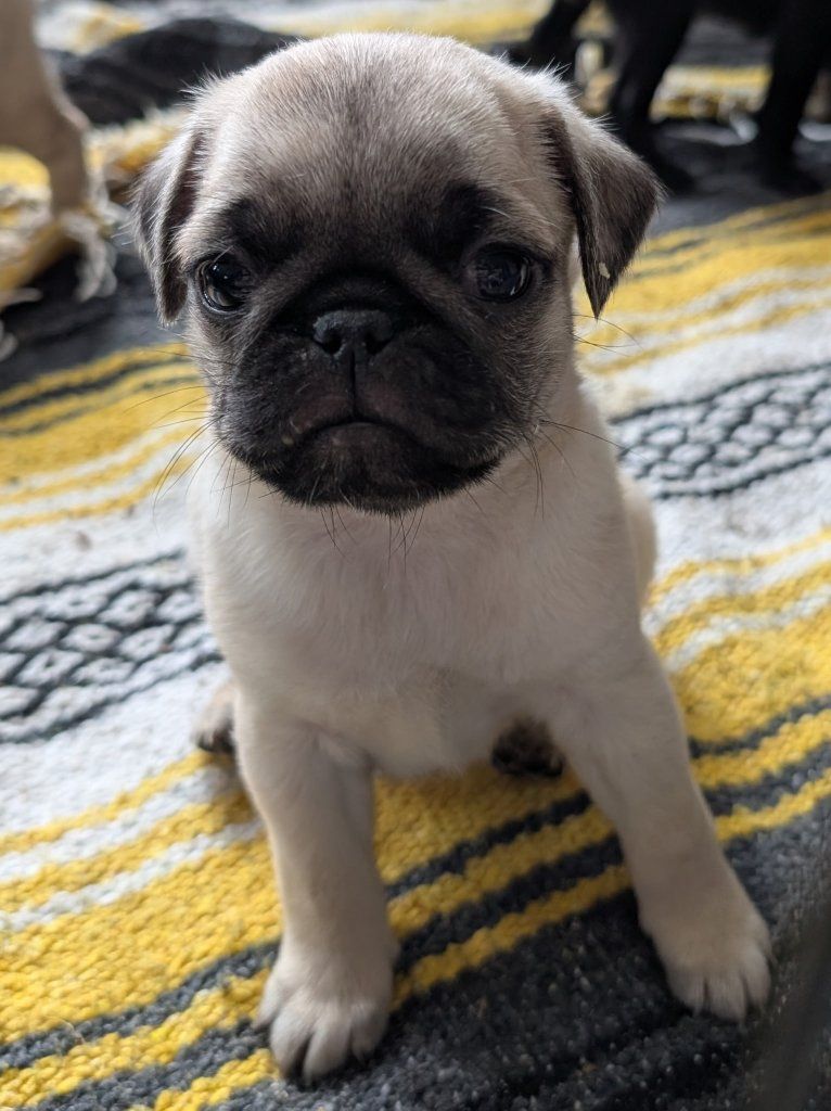 Pug puppies