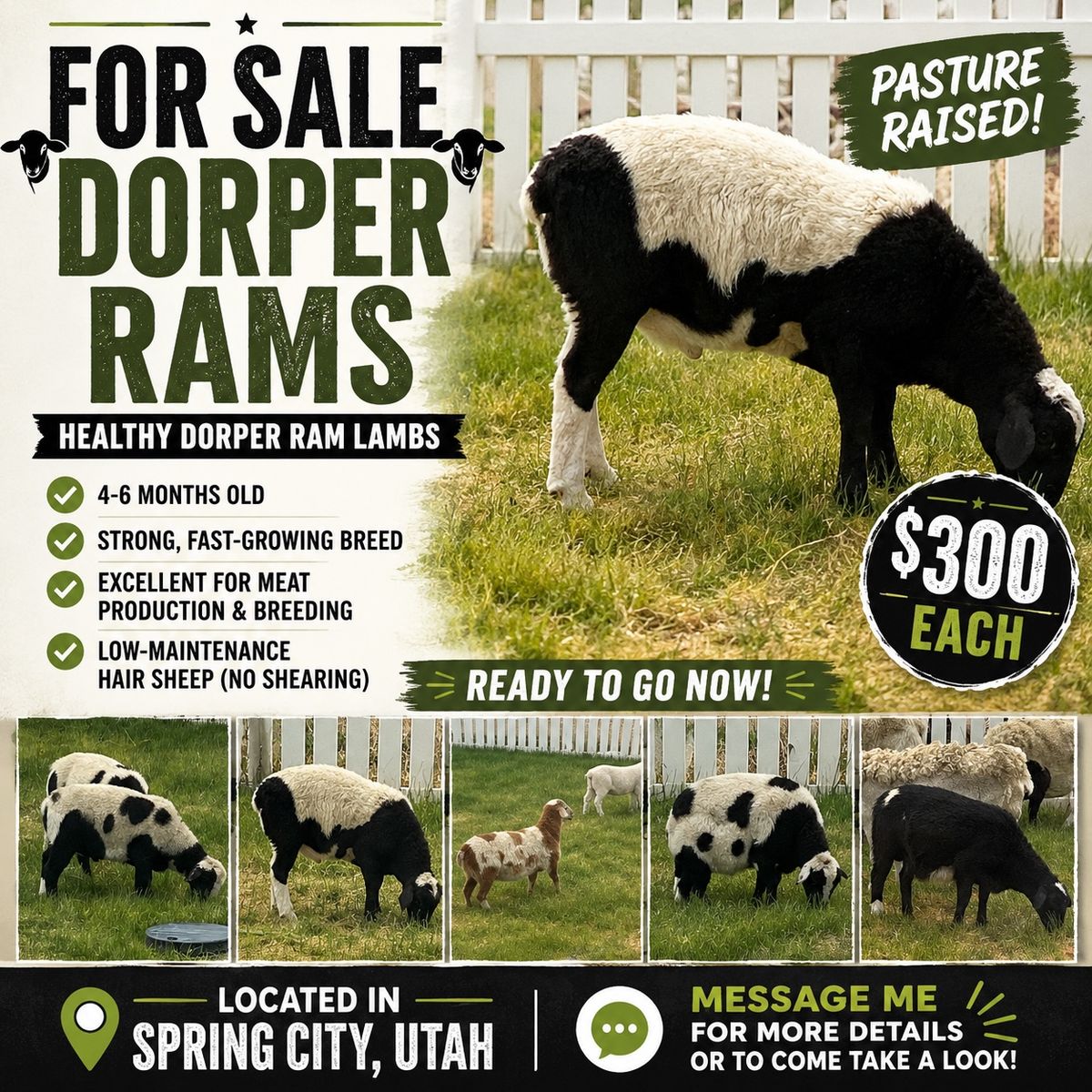 Dorper Rams