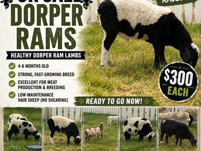 Dorper Rams