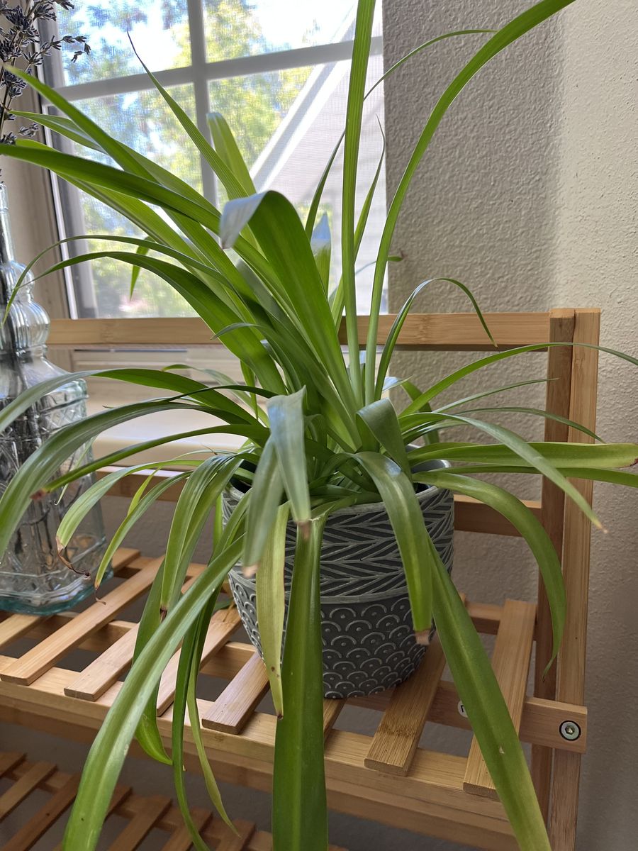 Spider Plant