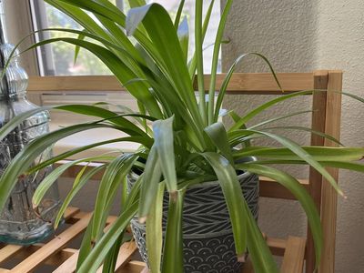Spider Plant