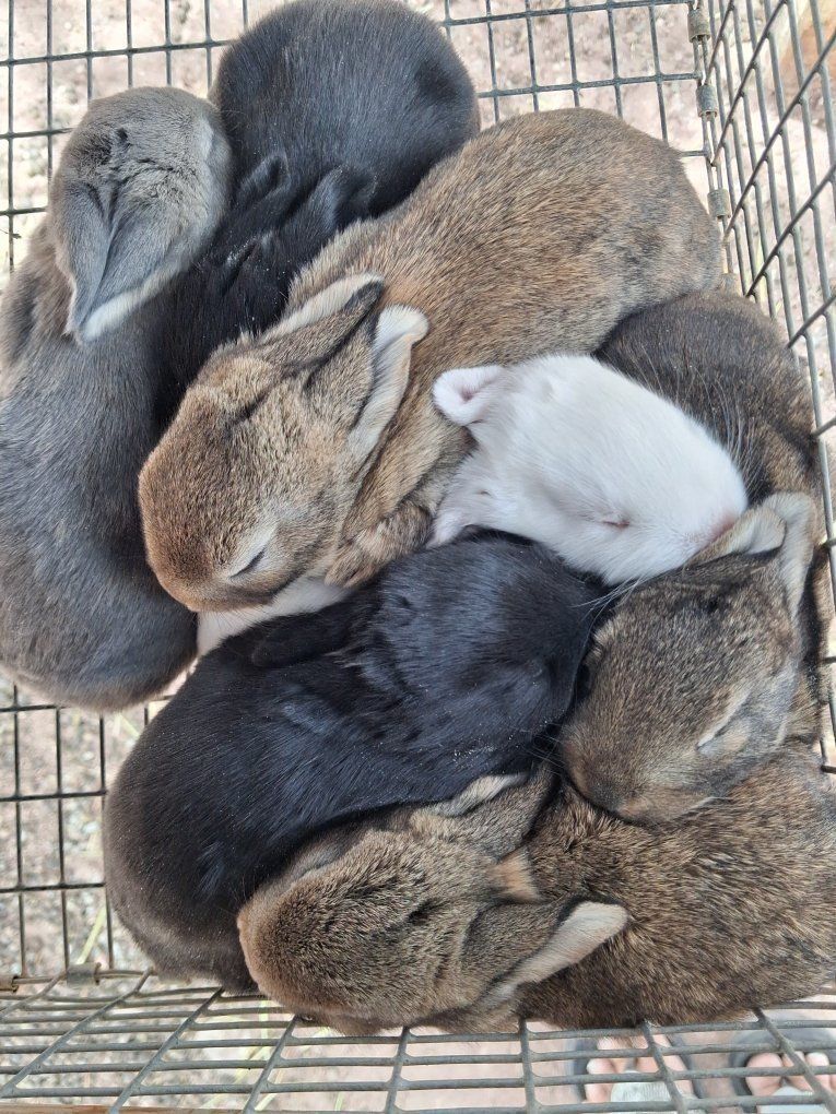 New Zealand bunnies