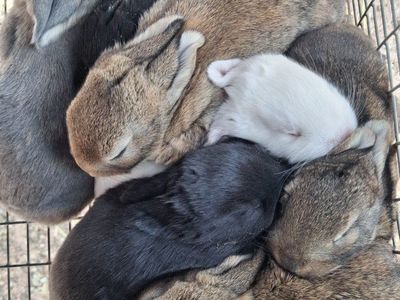 New Zealand bunnies