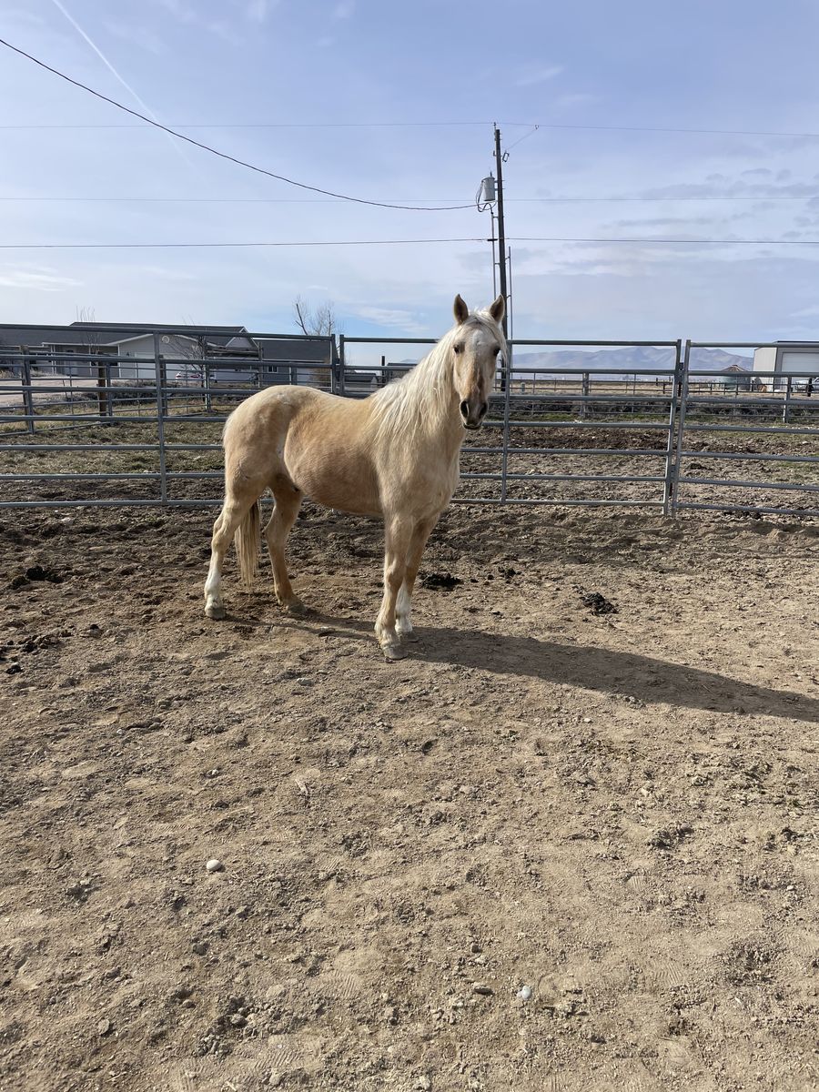 3 Yo Gelding