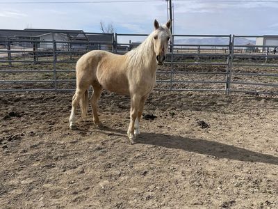 3 Yo Gelding