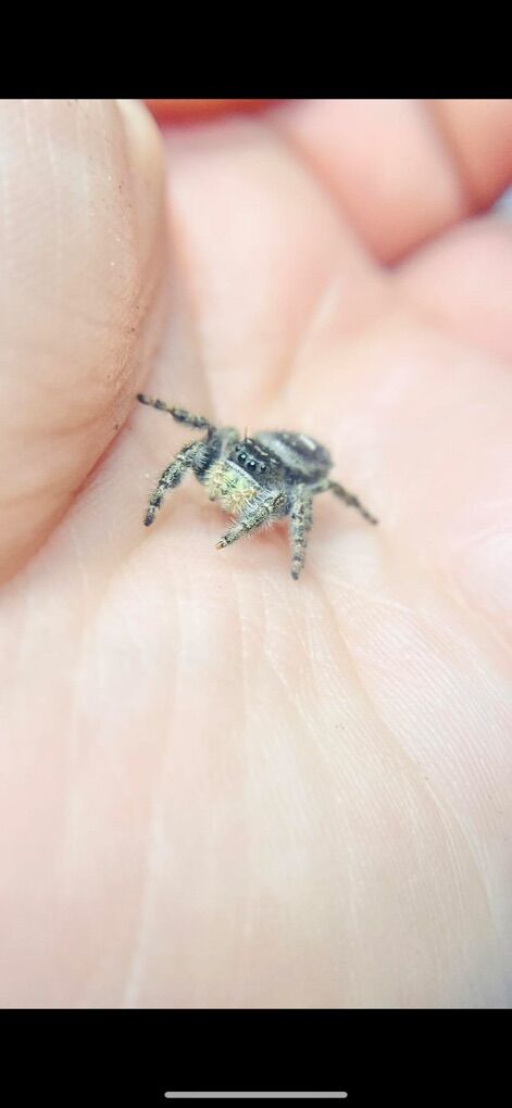 Silver Jumping Spiders