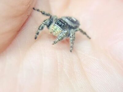 Silver Jumping Spiders