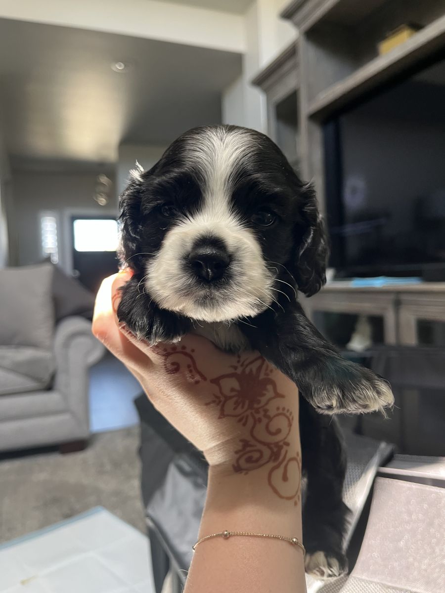 Adorable Black & White Male Cocker Spaniel Puppies - Ready for a Loving Home!
