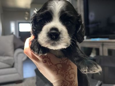 Adorable Black & White Male Cocker Spaniel Puppies - Ready for a Loving Home!