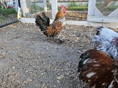 Bantams