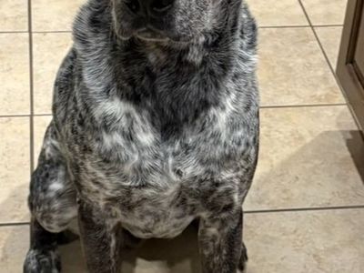 Blue the American Blue Heeler!