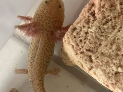 Axolotls for sale