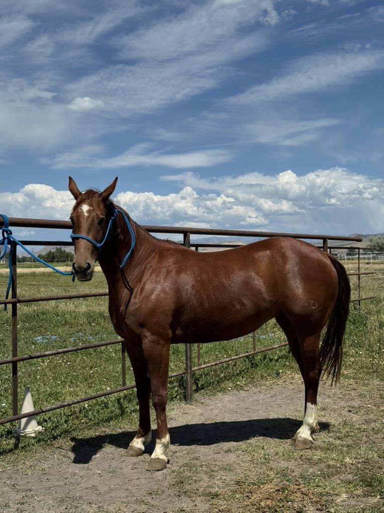 Reys A Secret DR 3 Yr Old Mare