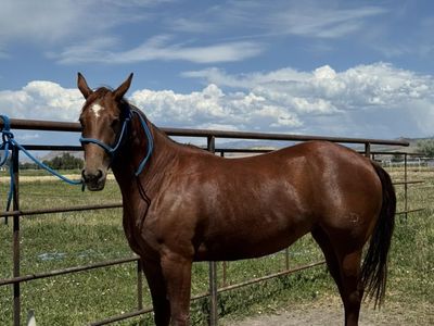 Reys A Secret DR 3 Yr Old Mare
