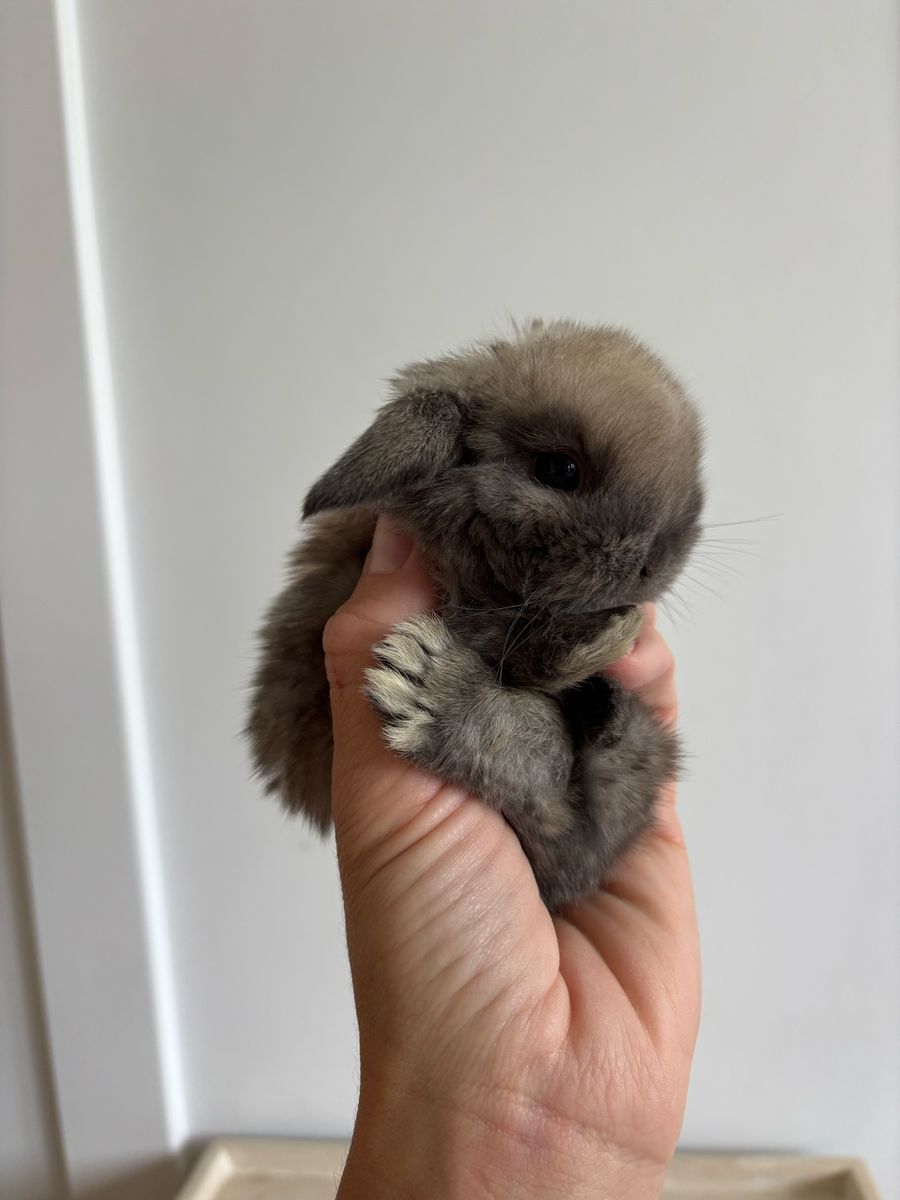 Holland lop buck