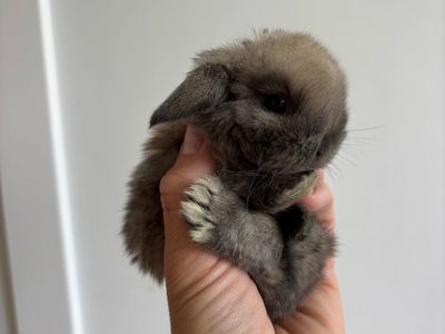 Holland lop buck