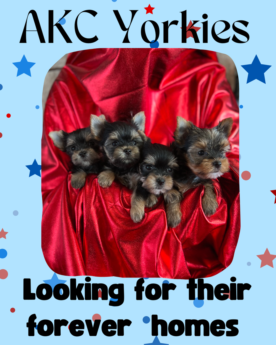 AKC Teacup Yorkie Puppies