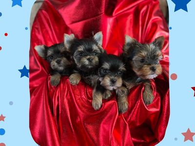 AKC Teacup Yorkie Puppies