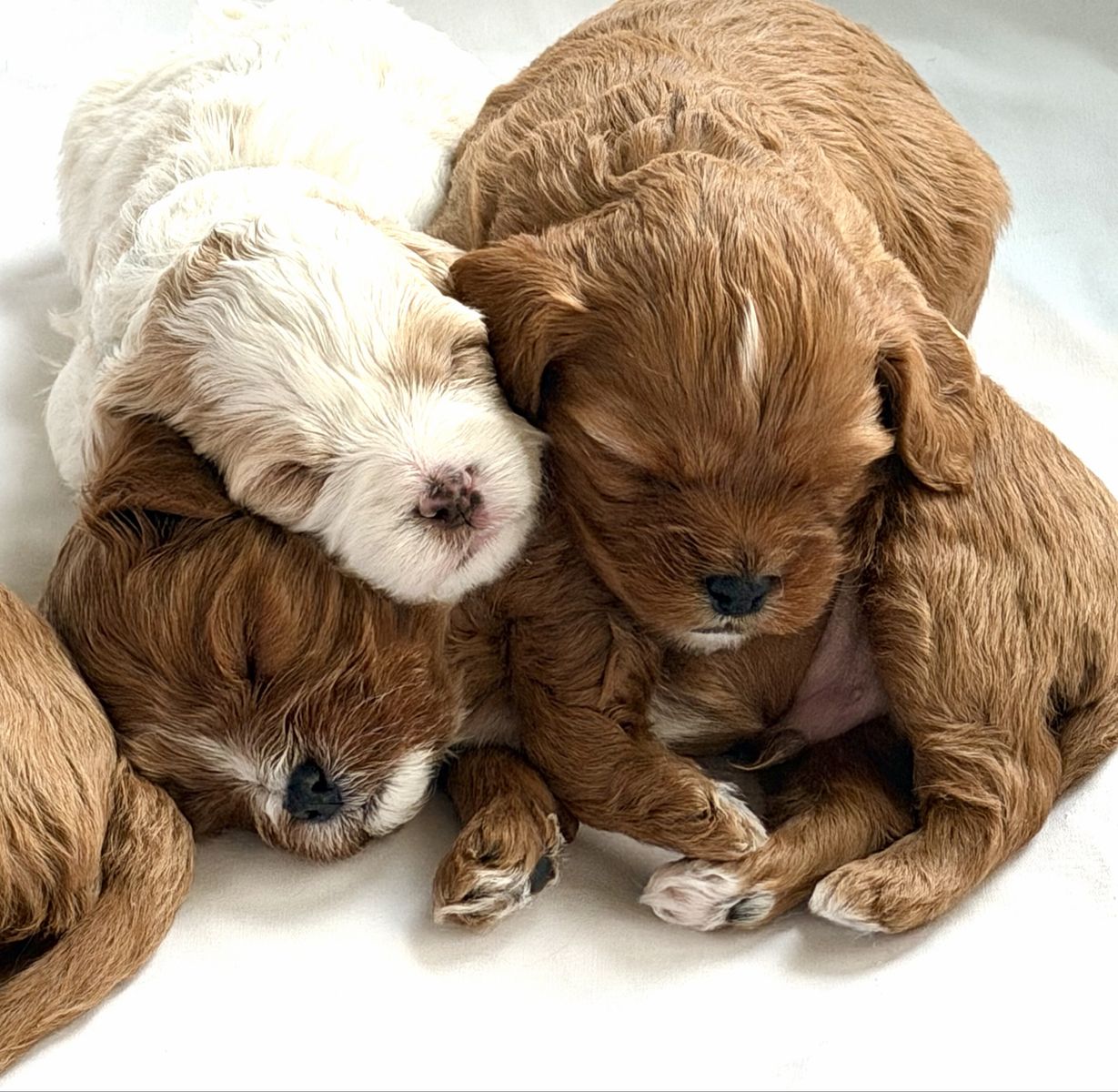 Mini Cavapoo Puppies - Adorable, Playful, and Ready for a Loving Home!