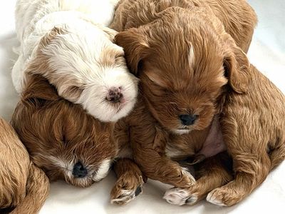 Mini Cavapoo Puppies - Adorable, Playful, and Ready for a Loving Home!