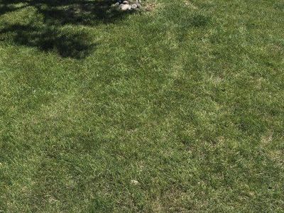 FREE Sod!