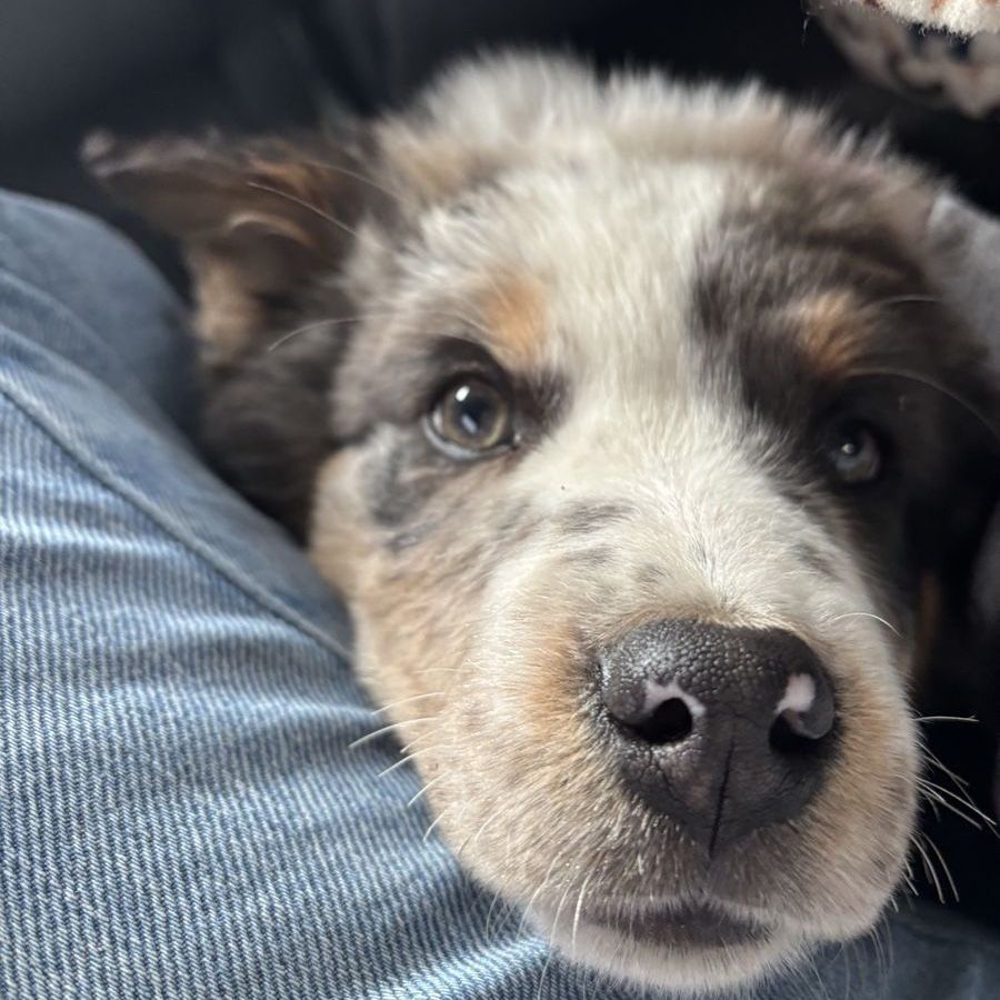 Aussie Male 8 Month Old