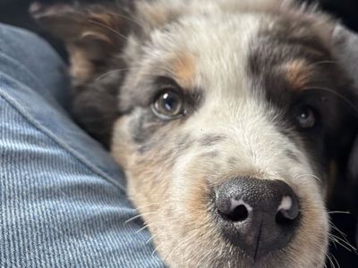 Aussie Male 8 Month Old