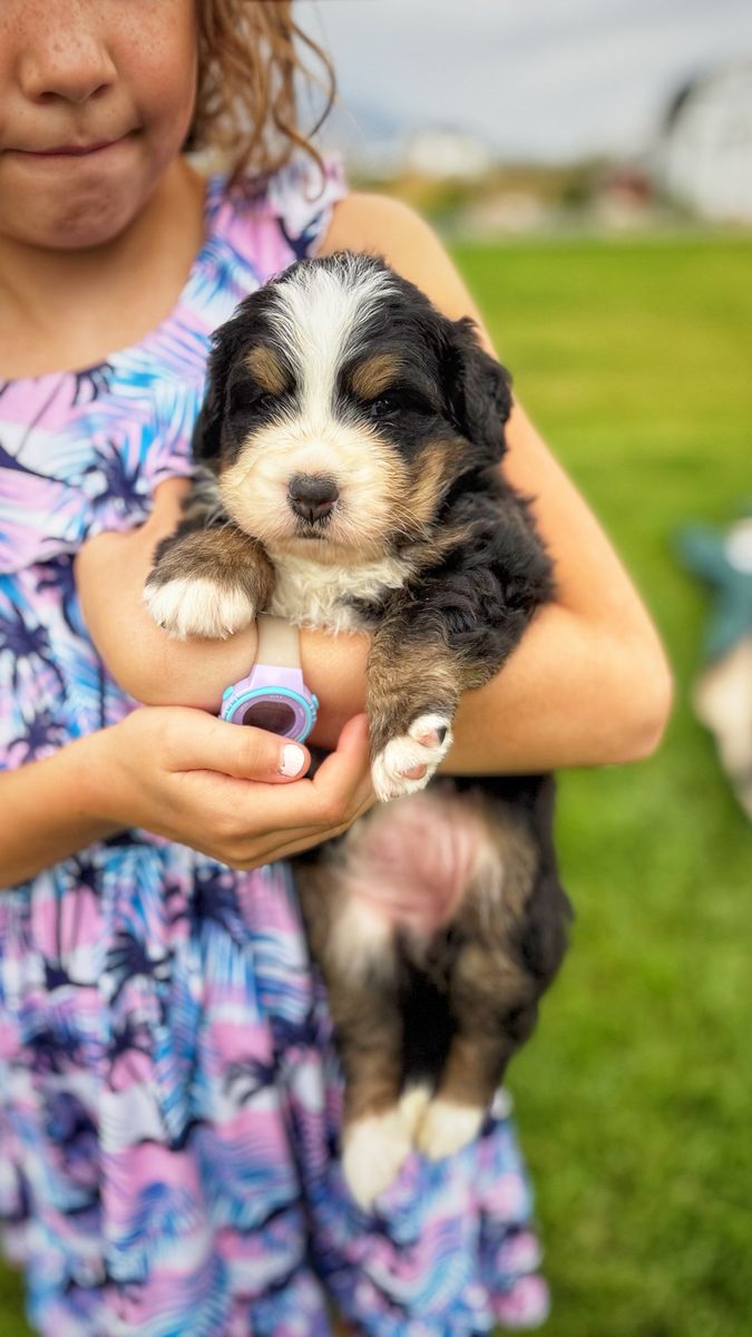 Champion Line Bernese Puppies